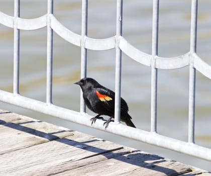 The red-winged blackbird