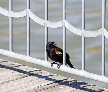 The red-winged blackbird male