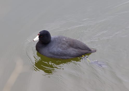 The American coot is swimming