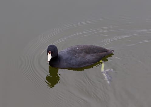 The coot is searching something