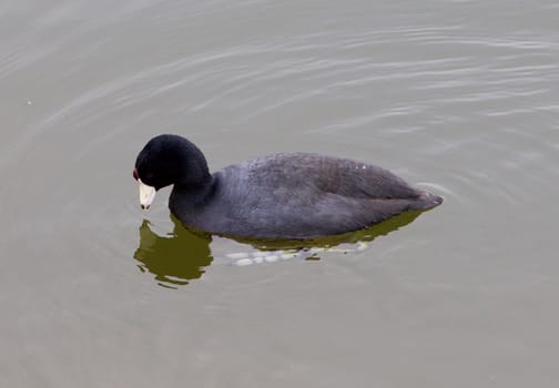 The American coot is looking for something