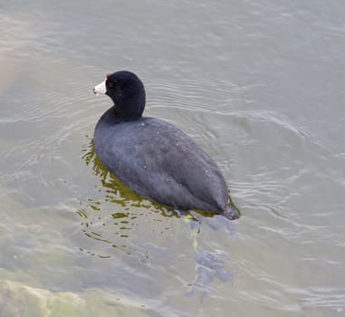 The American coot is swimming