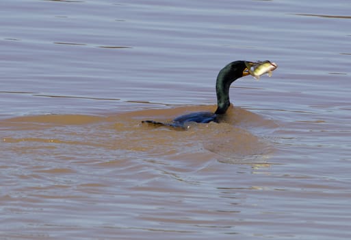 The cormorant and his big fish