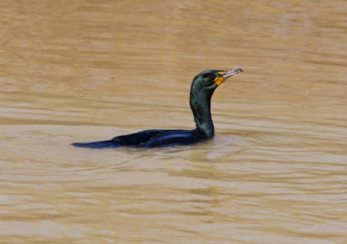 The green-eyed cormorant is swimming