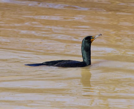 The confident cormorant is swimming somewhere