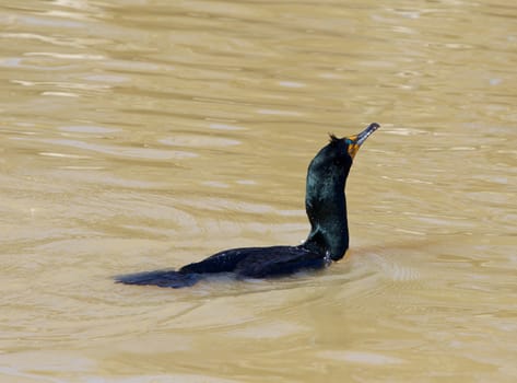 The cormorant is shaking his head