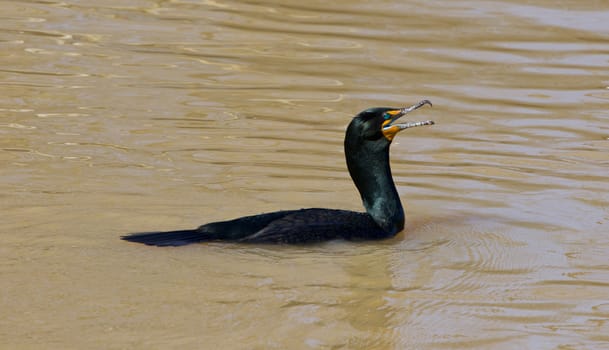 The amazement of the cormorant