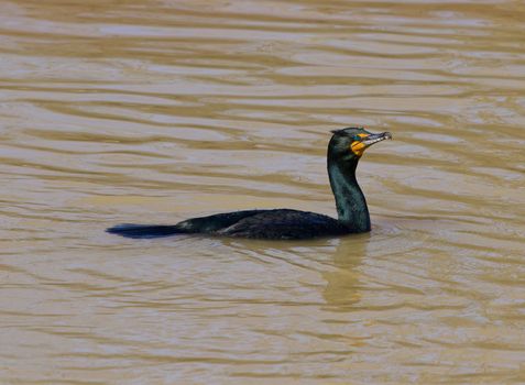 The cormorant is trying to catch the fish