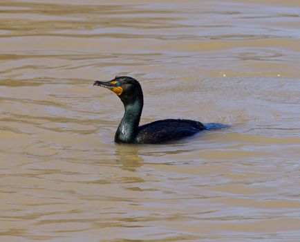 The cormorant is fishing