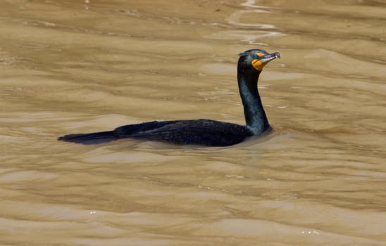 The cormorant is swimming