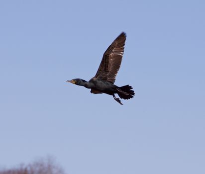 The fly of the cormorant