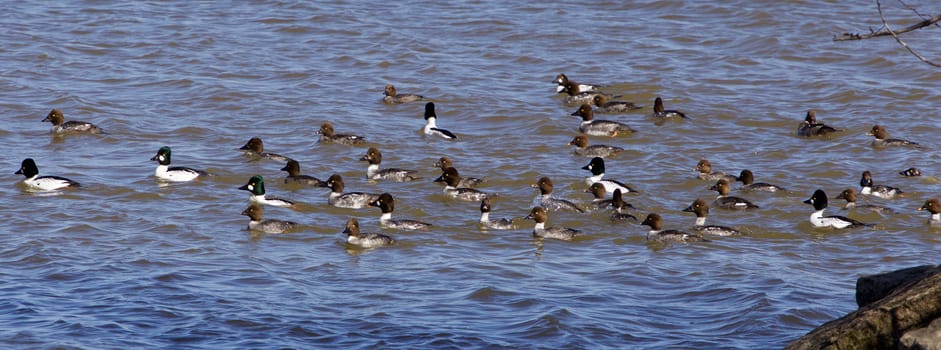 The swarm of ducks