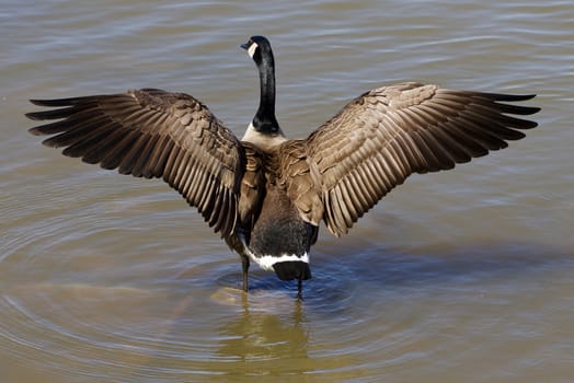 Beautiful cackling goose spreads his wings