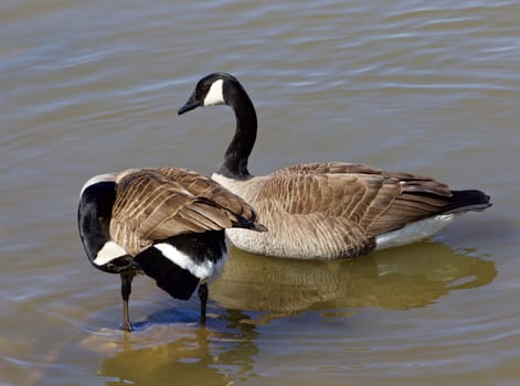 Two cackling geese in the water