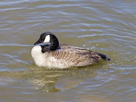 The cackling goose is washing in the water of the lake