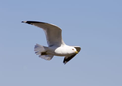 The flying gull's close-up