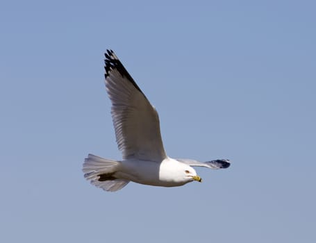 The gull's beautiful flight