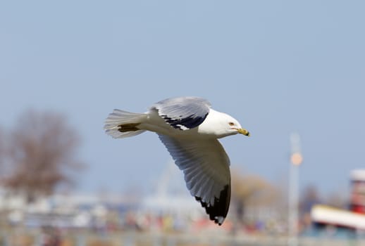 The gull is flying