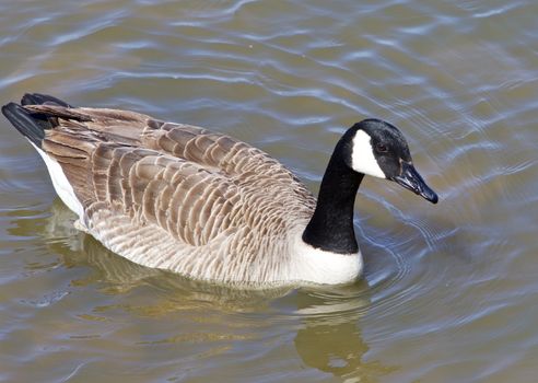 Cackling goose close-up