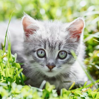 Little gray kitten in the green grass 