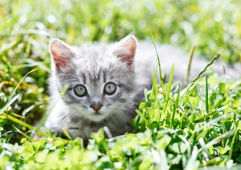 Little gray kitten in the green grass 