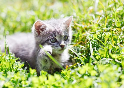 Funny gray kitten in the green grass 