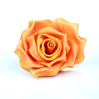 Orange rose flower on a white background