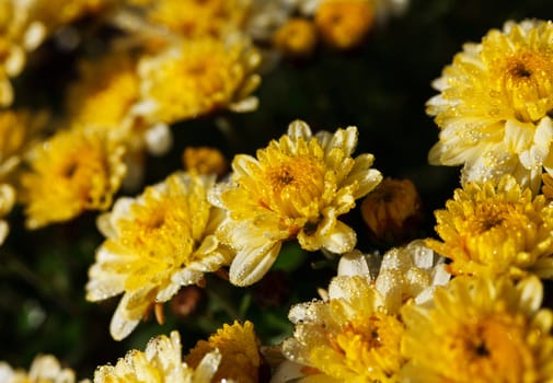 yellow chrysanthemum flowers with dew drops