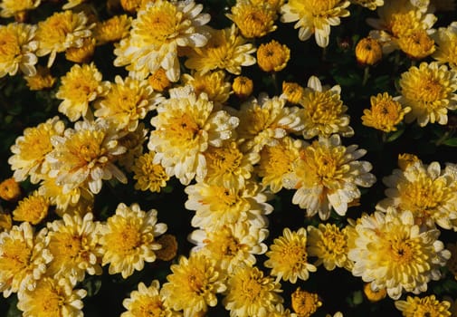 yellow chrysanthemum flowers with dew drops