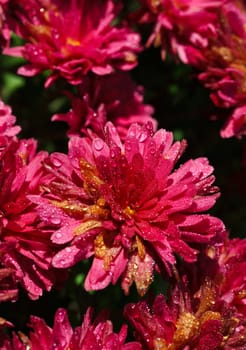 Pink chrysanthemum flowers with dew drops