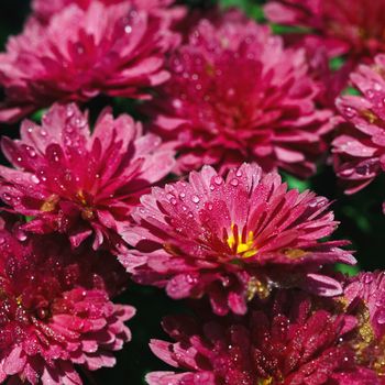 Pink chrysanthemum flowers with dew drops