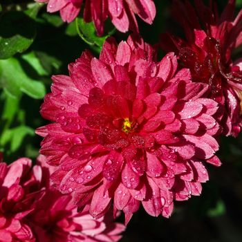 Pink chrysanthemum flowers with dew drops