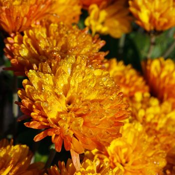 orange chrysanthemum flowers with dew drops