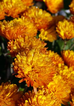 orange chrysanthemum flowers with dew drops