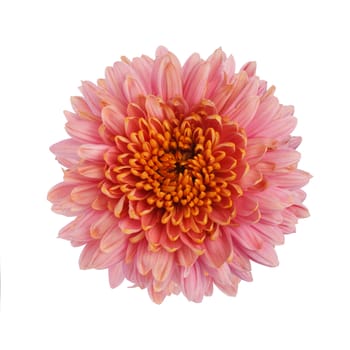 Pink chrysanthemum flower isolated on white background