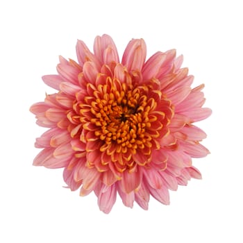 Pink chrysanthemum flower isolated on white background with clipping path