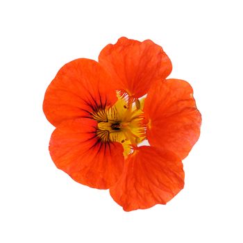 nasturtium flower isolated on white background