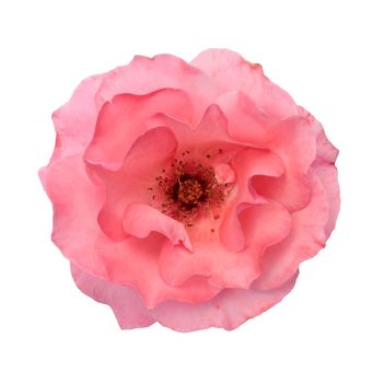 Pink rose flower isolated on white background with clipping path