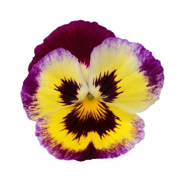 Pansy isolated on a white background with clipping path
