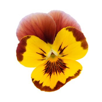 Yellow pansy isolated on a white background with clipping path