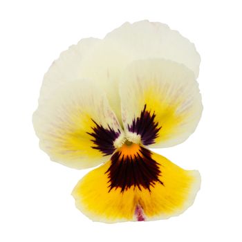 Yellow pansy isolated on a white background with clipping path