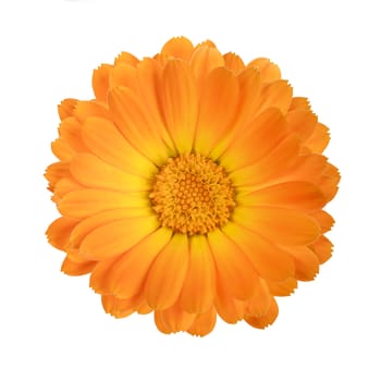 flower of calendula isolated on a white background with clipping path