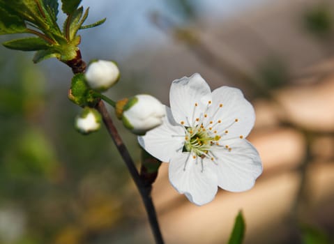 Cherry Blossom