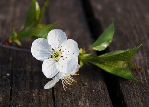 cherry blossom on old wooden board