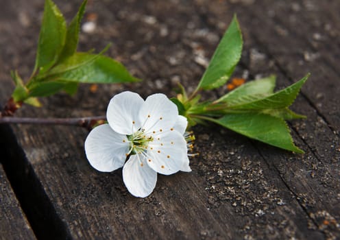 cherry blossom on old wooden board