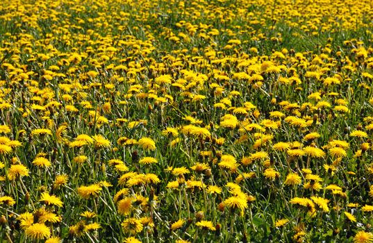 beautiful yellow dandelion field