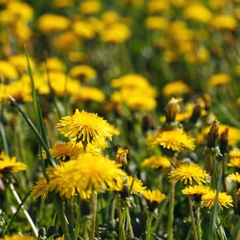beautiful yellow dandelion field