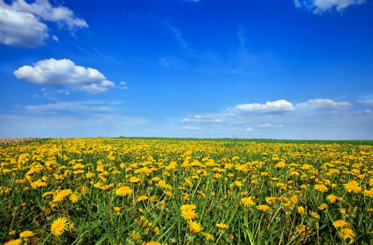 Beautiful landscape of blue sky daisy field