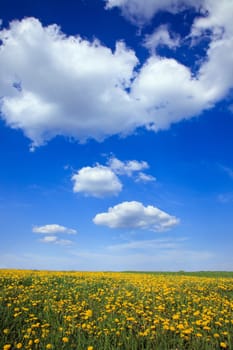 Beautiful landscape of blue sky daisy field
