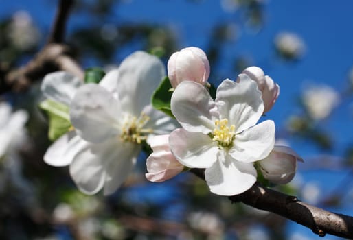 Blossoming tree with white flowers on blue sky background